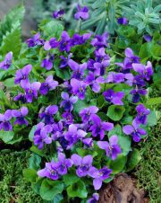 Viola odorata